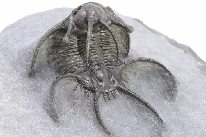 Spiny Ceratarges Trilobite - Zireg, Morocco #199009